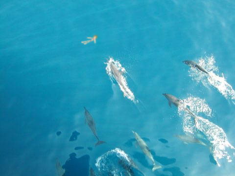 dolphin rapists zero in on prey